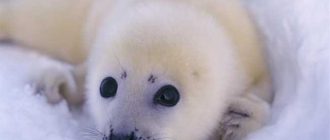 Невероятные факты о названиях и характеристиках маленьких детенышей нерпы