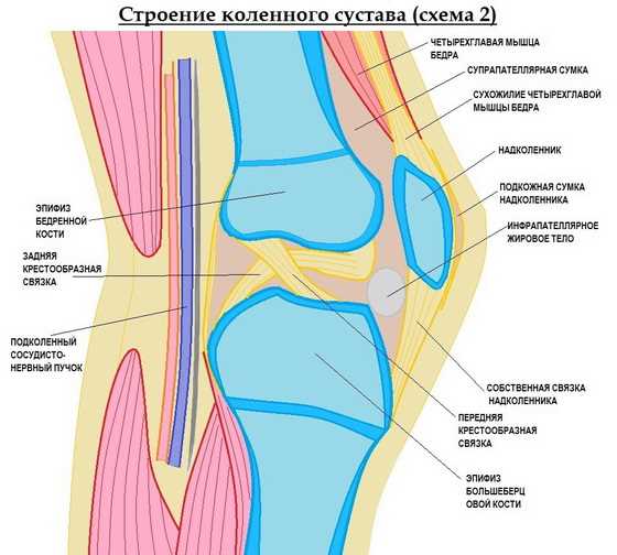 Мышцы и сухожилия задней стороны колена