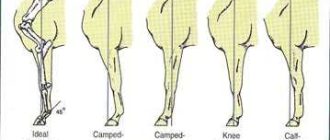 Конечности у лошадей: передние и задние ноги - полное руководство