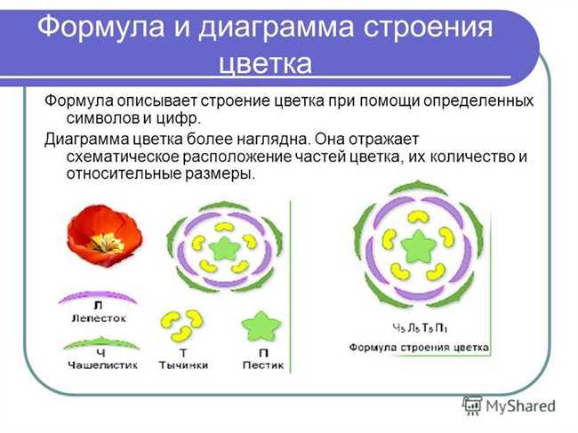 Как определить формулу цветка картофеля и найти растения с аналогичной формулой - советы и рекомендации