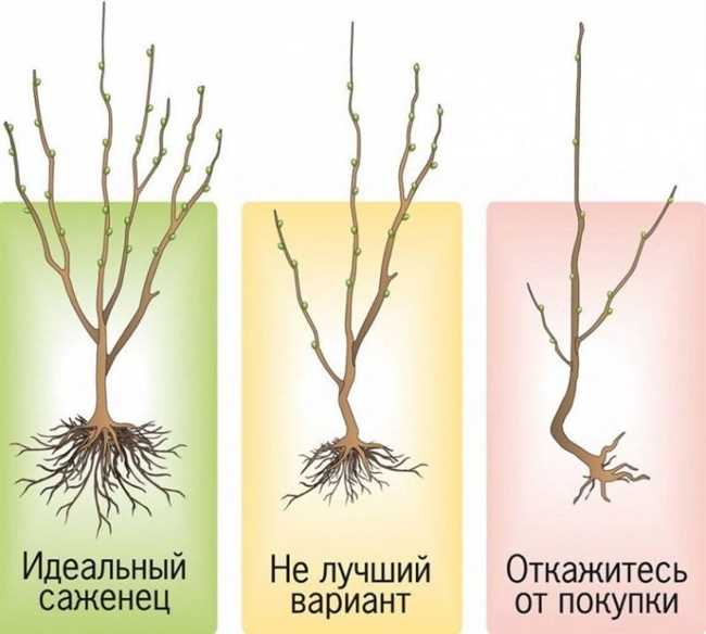 3. Правильное обрезание