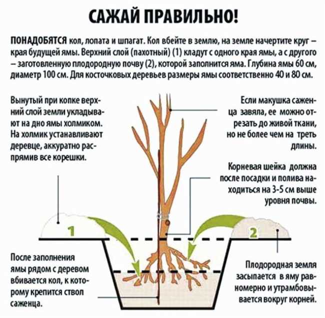 Как определить корневую шейку у саженцев: подробный гайд и полезные советы