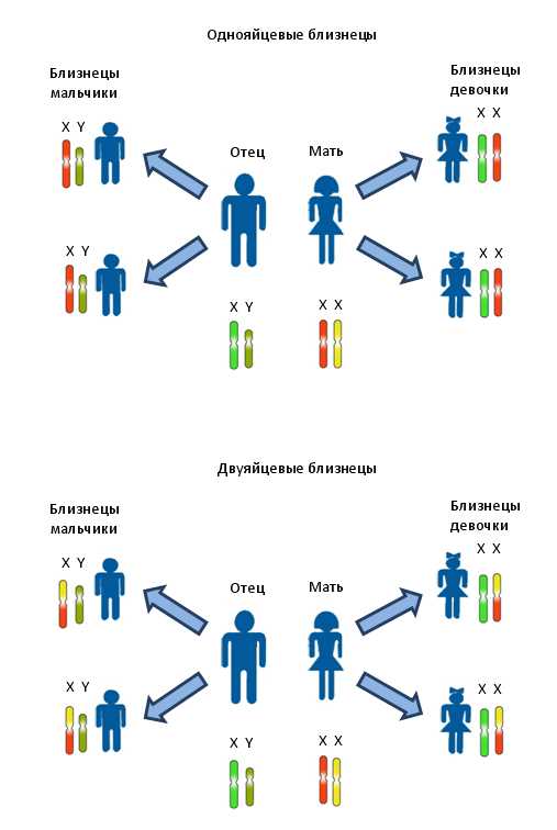 Как определить пол и черты двойняшек: наследуются ли они по материнской линии?