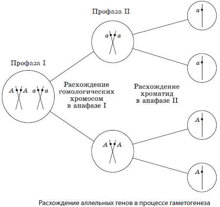 Как определить различающиеся признаки морских ракообразных: основные секреты распознавания