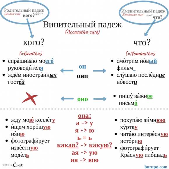 Как отличить и правильно использовать именительный и винительный падежи существительных