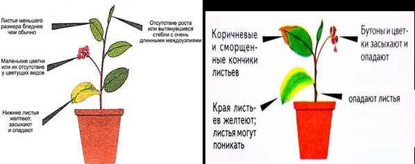 Описание Николаевского эксперимента