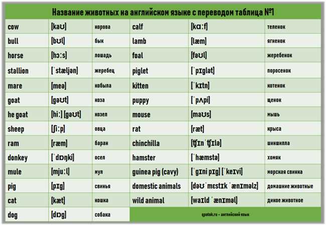 Как правильно называть животное на английском языке: простой гид