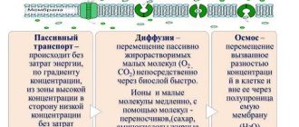 Процесс пассивного транспорта через мембрану: механизмы и особенности