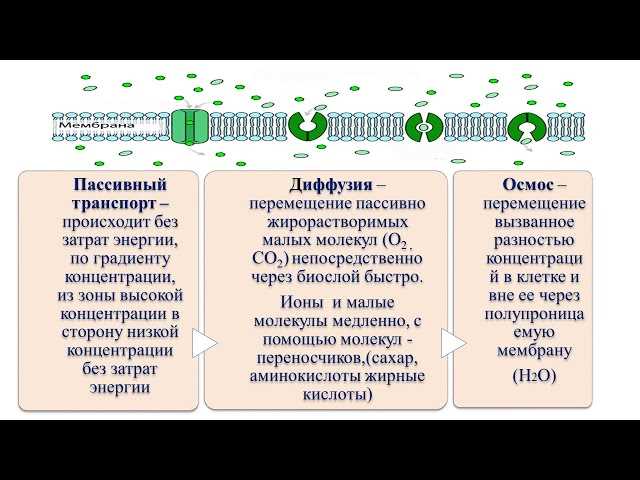 Как происходит пассивный транспорт через мембрану?