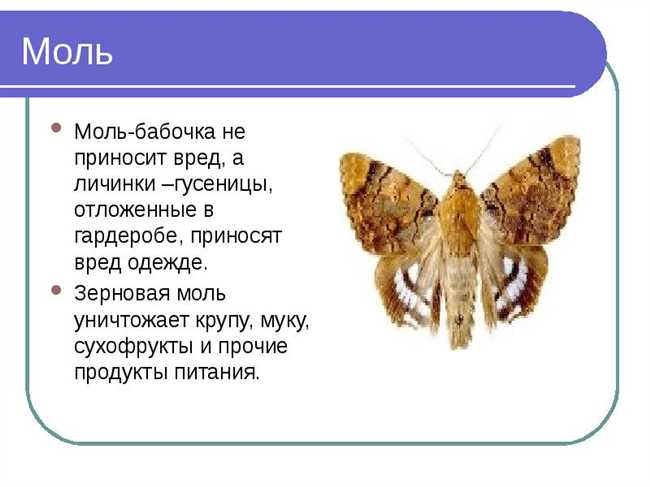 Как различить мотылька и моль: простые способы и отличительные признаки