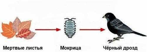 Как составить схему детритной пищевой цепи?