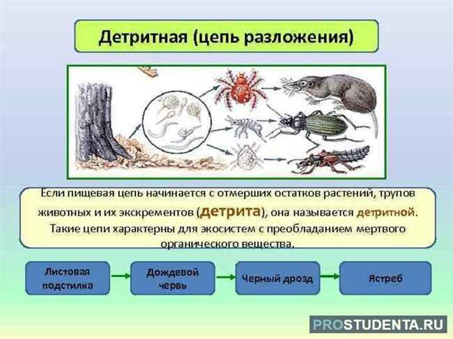 3. Организмы второго уровня