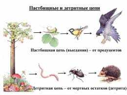 Как составить схему детритной пищевой цепи: примеры и инструкция