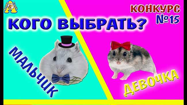 Как выбрать имя для игрушки Хомяк? Советы и идеи для названия