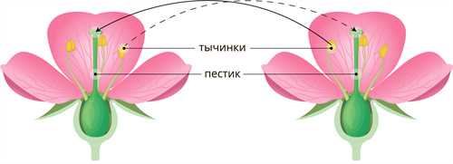 Как выполнить задания ВПР 6 класс, анализируя изображение листа шиповника: подробное объяснение и примеры