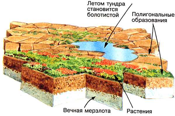 Климат Тундры и его влияние на почву