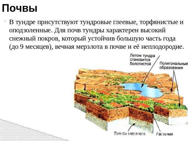 Какая почва в Тундре: особенности и состав