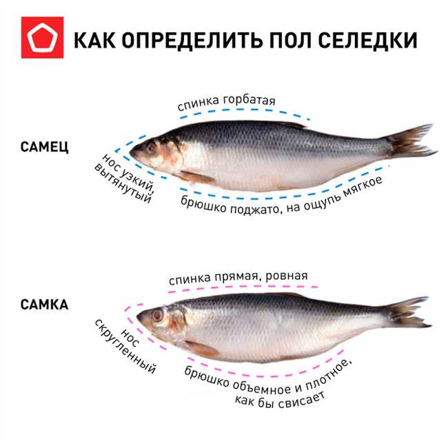 Какая селедка жирнее: тихоокеанская или атлантическая? Сравнение и полезные свойства