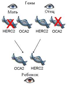 Механизмы наследования цвета глаз