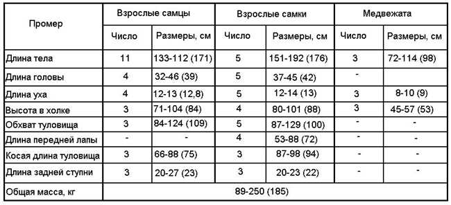 Какова длина когтей у медведя: особенности и размеры