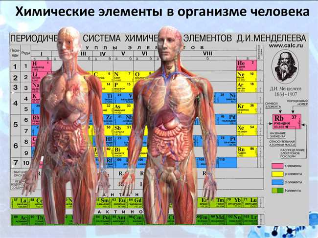 Какова роль металлов в человеческом организме?