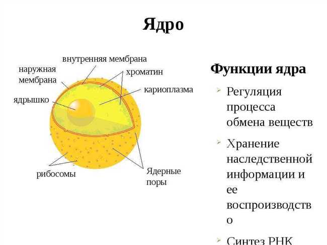 Какие функции выполняет ядро в клетке с ядром?