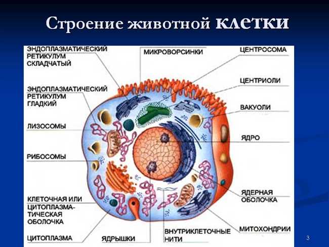 Клетки с ядром и клетки без ядра: вопросы и ответы по биологии