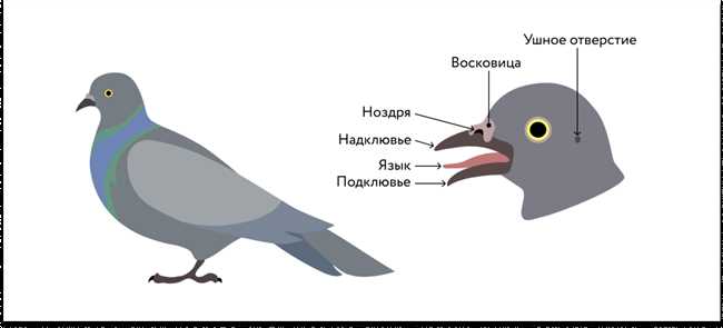 Анатомия и функции лап