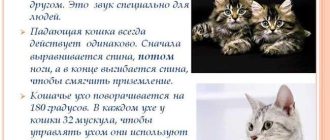 Кто такой sadfman и как зовут его кота: интересные факты и история