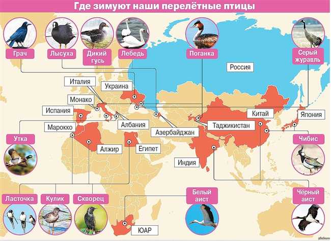 Популярные места пребывания скворцов зимой