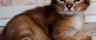 Купить ржавую кошку: цена и заводчики - где найти? Примерная стоимость