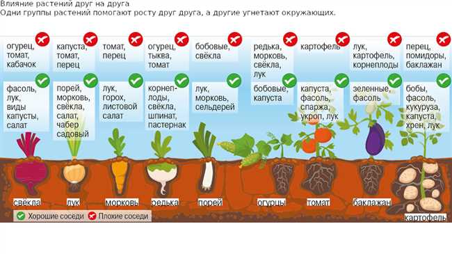 Рекомендуемые овощи для смены грядок