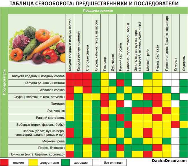 Лучшие культуры для смены грядок: что посадить после кабачков и патиссонов?