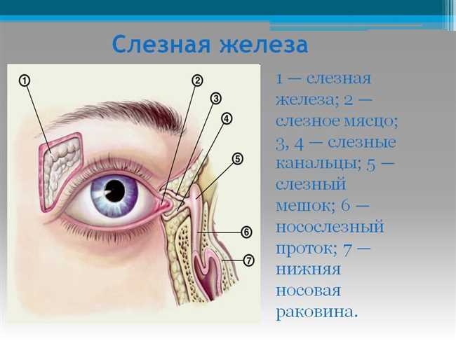 Миф 2: Пересыхание слезных желез - признак усталости и стресса