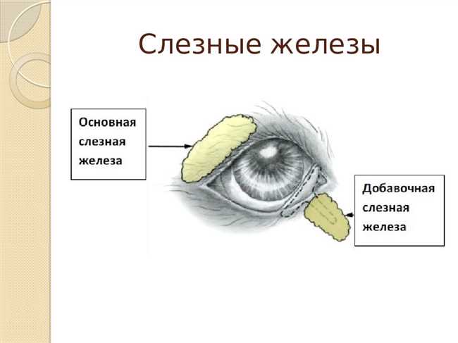 Могут ли слезы закончиться, если часто плакать? Раскрываем популярные мифы о пересыхании слезных желез