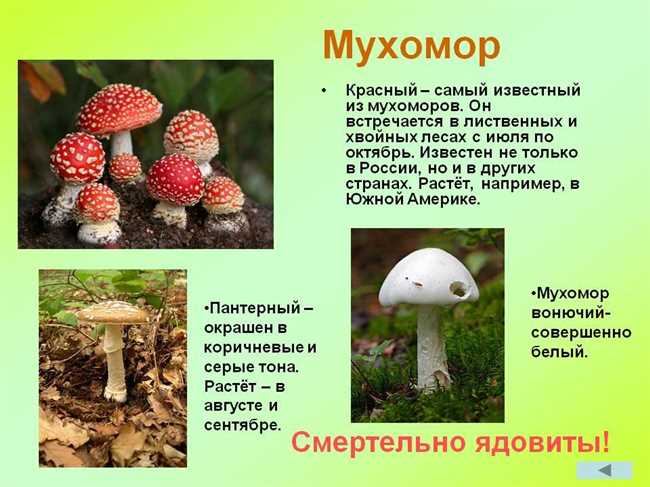 Мухомор или мухамор: как правильно писать?