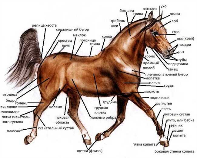 Название и особенности мяса лошади: что называется мясом лошади