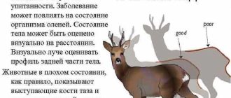 Олень или алень: как правильно написать и почему? Правила и примеры использования