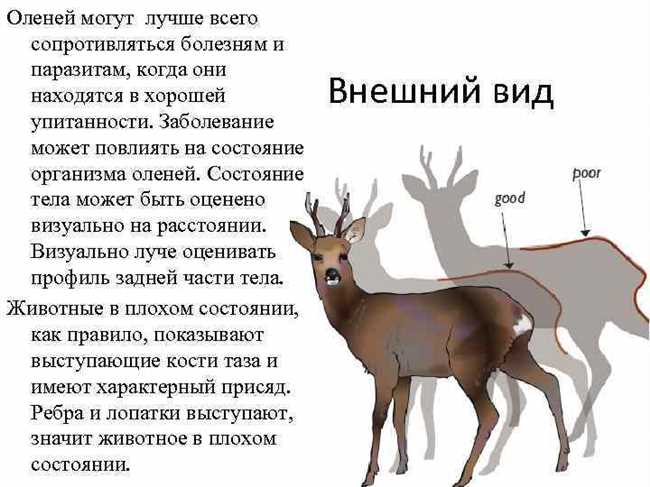 Олень или алень: Как правильно написать и почему? Правила и примеры использования