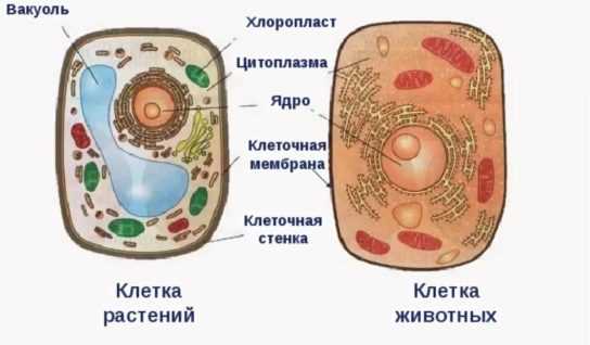 Основные отличия животной клетки от растительной: подробное сравнение