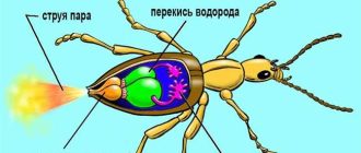 Последствия выпивания шампуня: как это повлияет на организм?