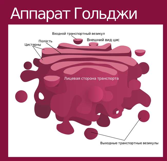 История и происхождение слова