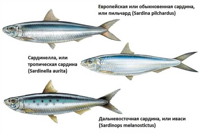 Сайра и сардина: отличия и вкусовые преимущества