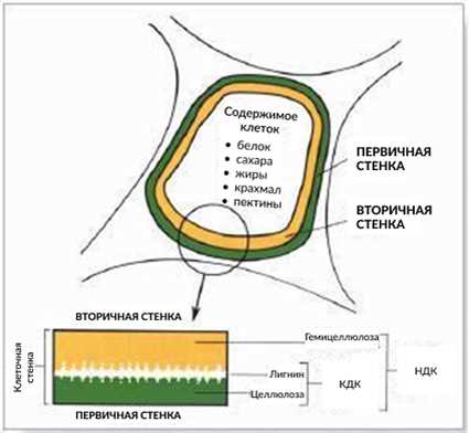 Примеры силусов