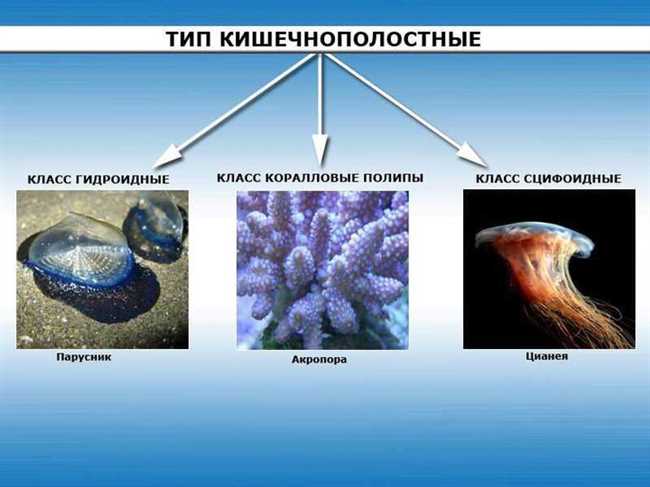 Симметрия видов: карась