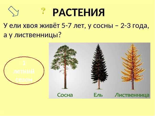 Сколько лет живет ель: сроки жизни и условия выживания