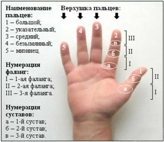 Количество пальцев у взрослых людей