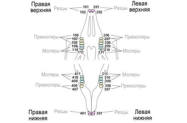 Сколько зубов у взрослого зайца?