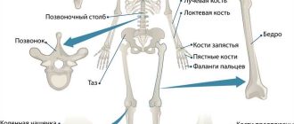 Структура руки человека: названия и особенности всех ее частей