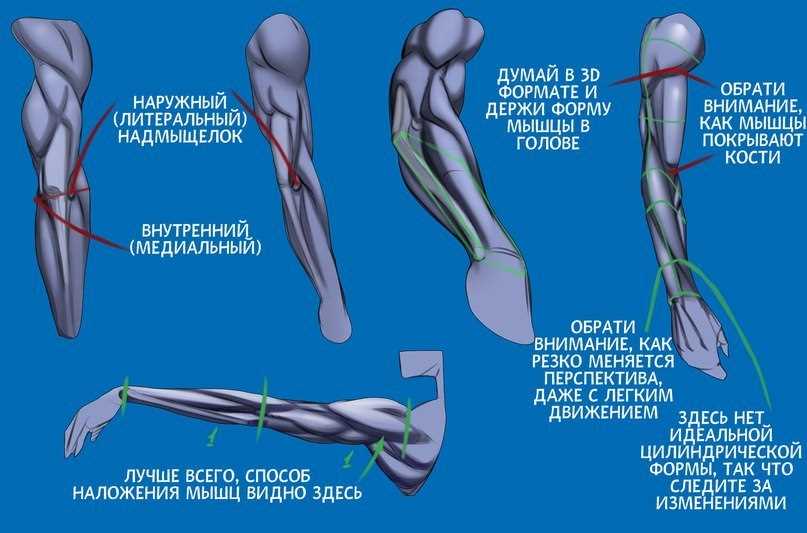 Часть 1: Названия всех частей руки и их функции